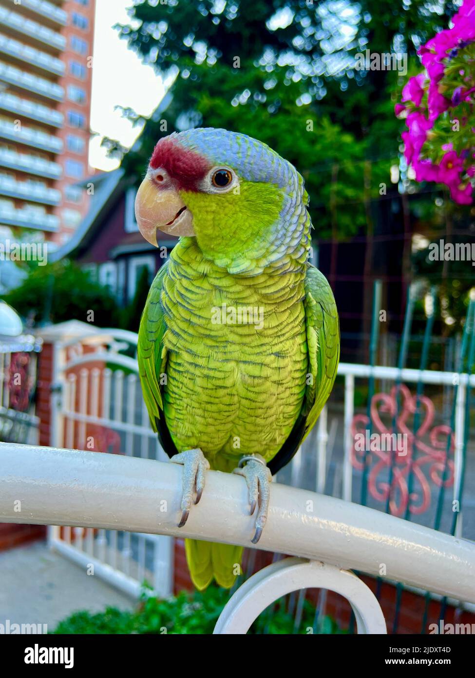 Lavender Amazonian Parrot on a fence in front of his home in the Kensington neighborhood of Brooklyn, New York. Stock Photo