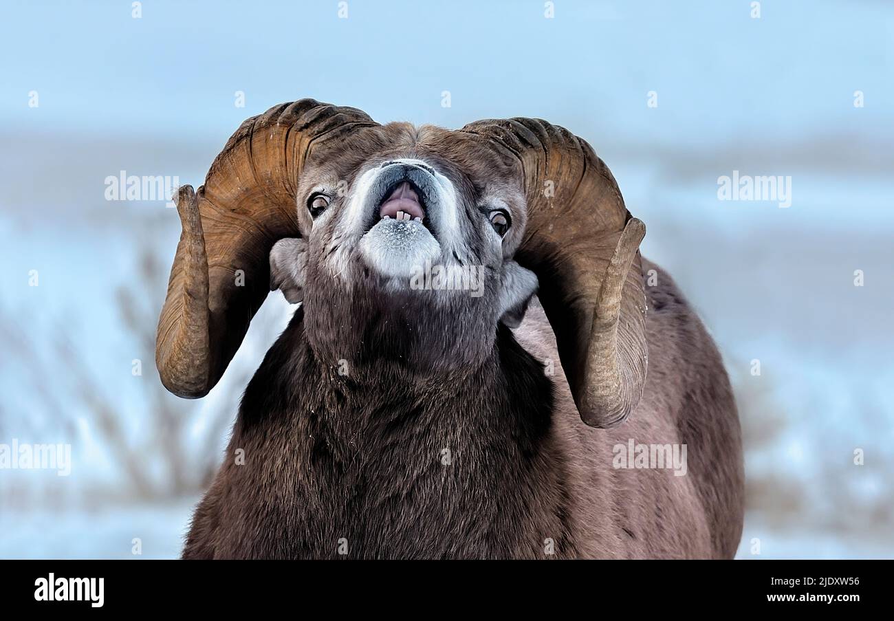 A close up image of a rocky mountain bighorn sheep 'Ovis canadensis', scenting a female in heat during the rutting season in the rocky mountains Stock Photo