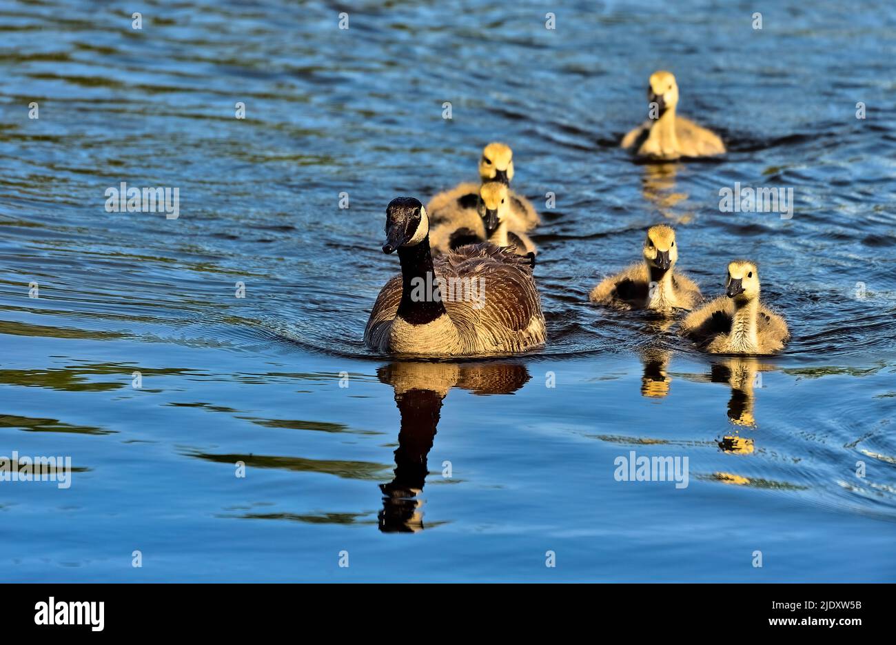 A mother Canada Goose (Branta canadensis); has her goslings out for a swim in Maxwell Lake in rural Alberta Canada. Stock Photo