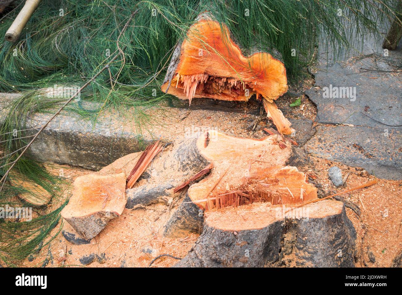 Cut down pine tree nature background Stock Photo Alamy