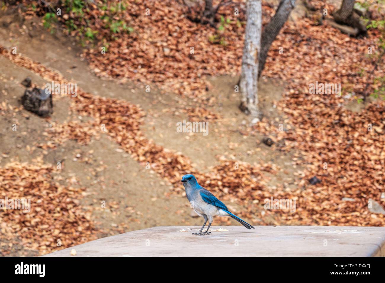 Beautiful blue jay bird sits on picnic table in a park Stock Photo
