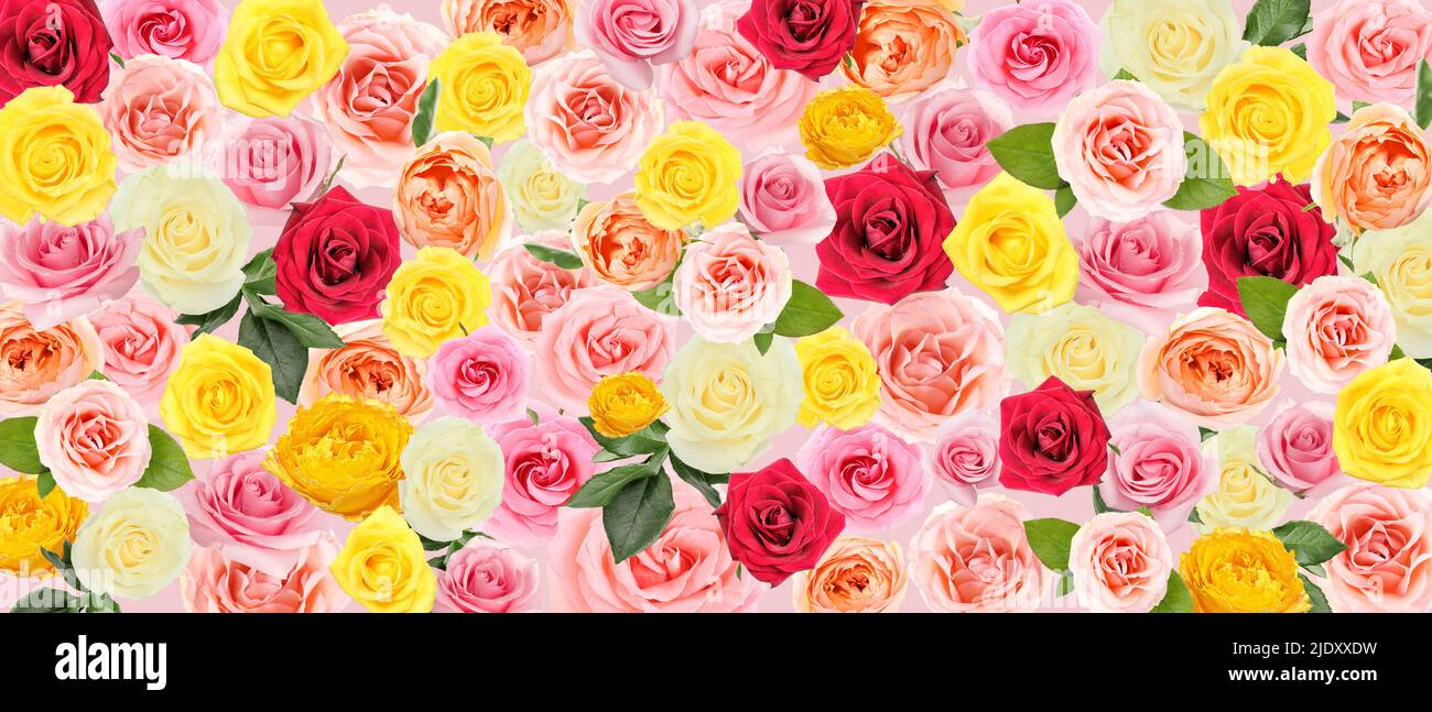 Many beautiful roses as background. Pattern for design Stock Photo - Alamy