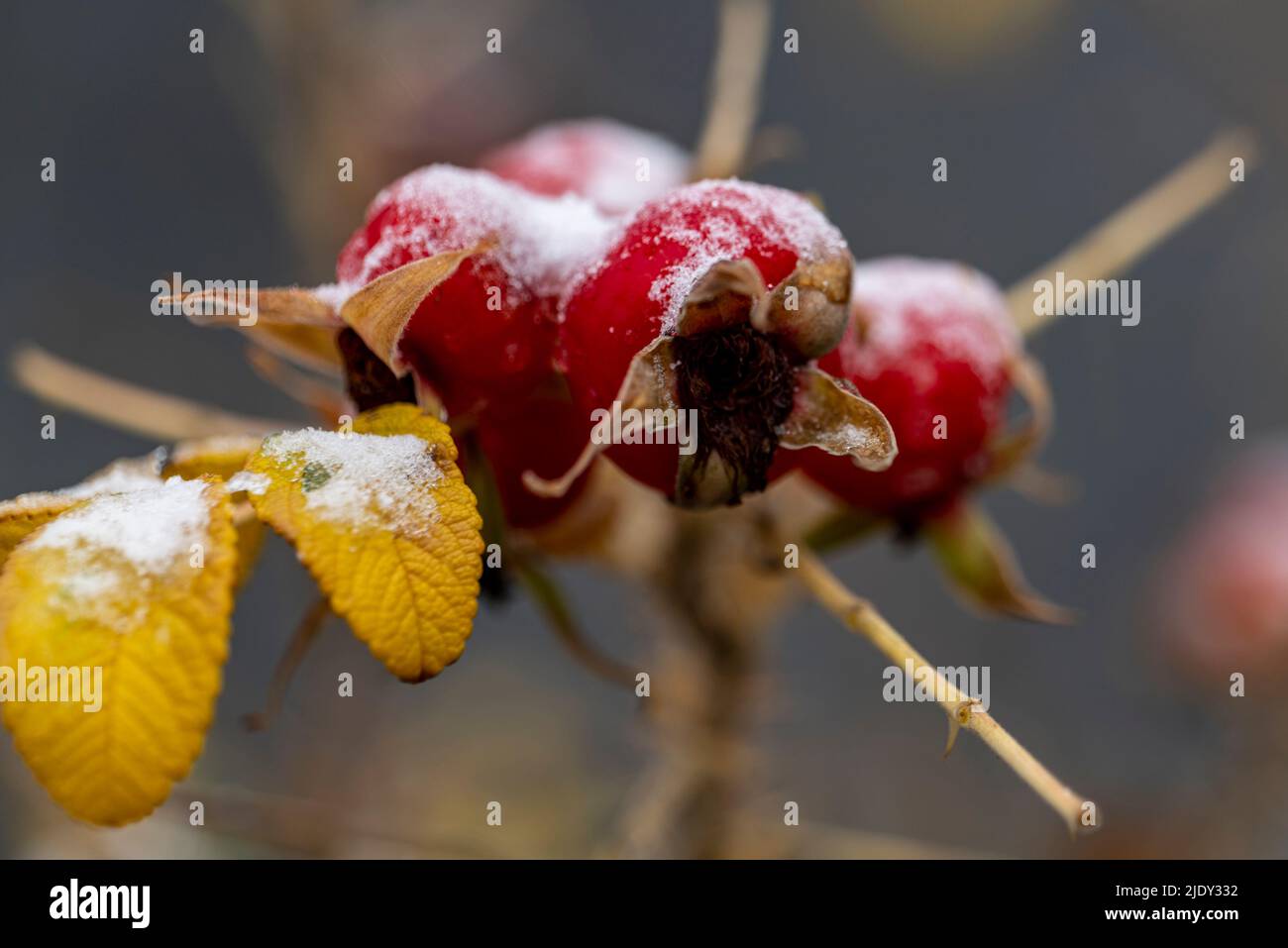 The branch of wild rose hips with berries under snow Stock Photo - Alamy