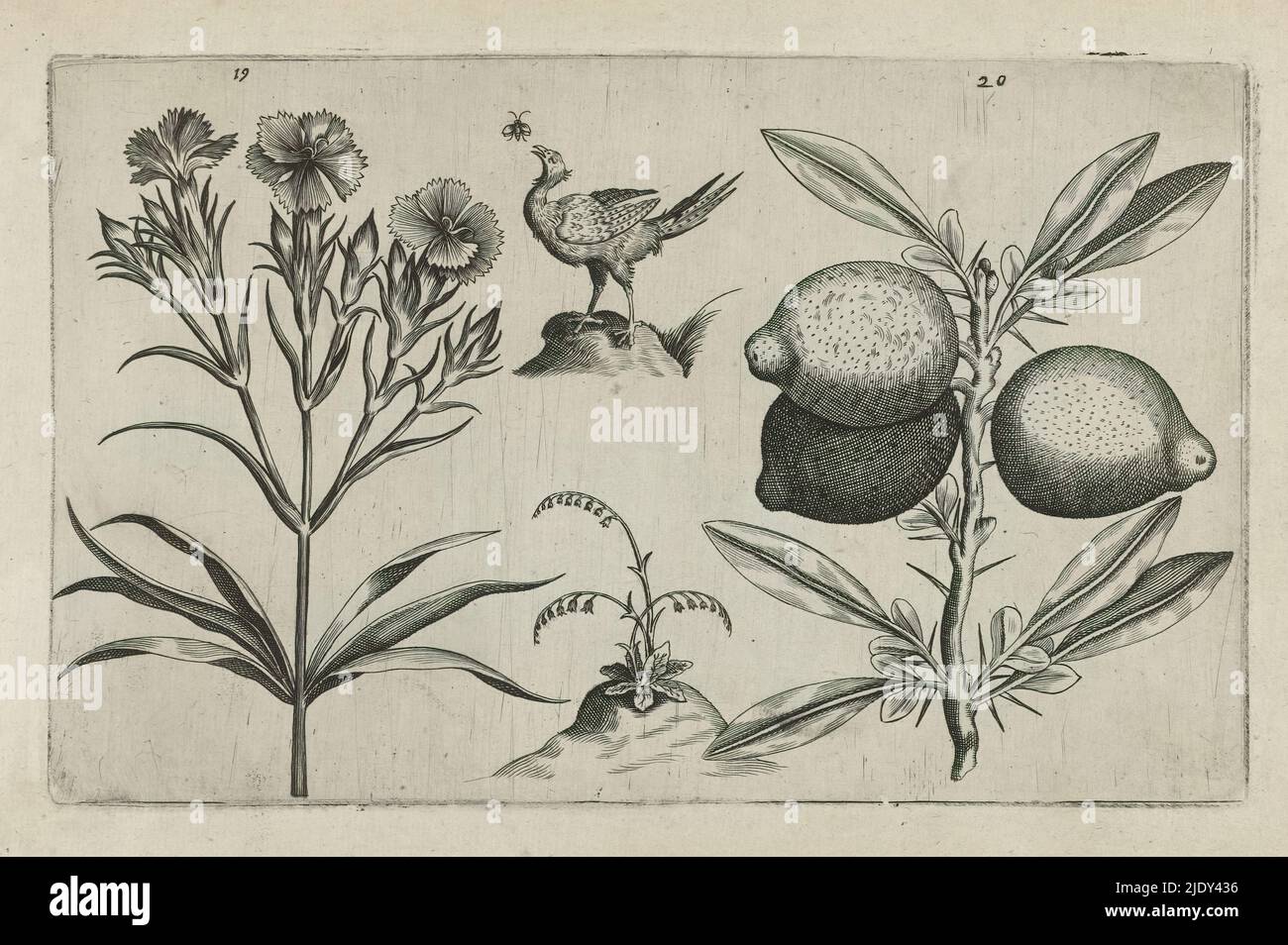 Garden carnation and lemon, Cognoscite lilia (series title), A stem with three flowering garden carnations (Dianthus caryophyllus) and a branch with three large lemons (Citrus limon), numbered 19 and 20. Between them as decoration a chicken and a fly., print maker: Crispijn van de Passe (I), (attributed to), after drawing by: Crispijn van de Passe (I), (attributed to), publisher: Crispijn van de Passe (I), print maker: Cologne, after drawing by: Cologne, publisher: Cologne, publisher: London, 1600 - 1604, paper, engraving, height 127 mm × width 205 mm, height 172 mm × width 272 mm Stock Photo