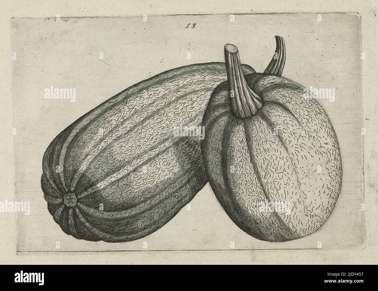 Two melons, Cognoscite lilia (series title), Two melons (Cucumis melo), numbered 53., print maker: Crispijn van de Passe (I), (attributed to), after drawing by: Crispijn van de Passe (I), (attributed to), publisher: Crispijn van de Passe (I), print maker: Cologne, after drawing by: Cologne, publisher: Cologne, publisher: London, 1600 - 1604, paper, engraving, height 127 mm × width 205 mm, height 172 mm × width 272 mm Stock Photo