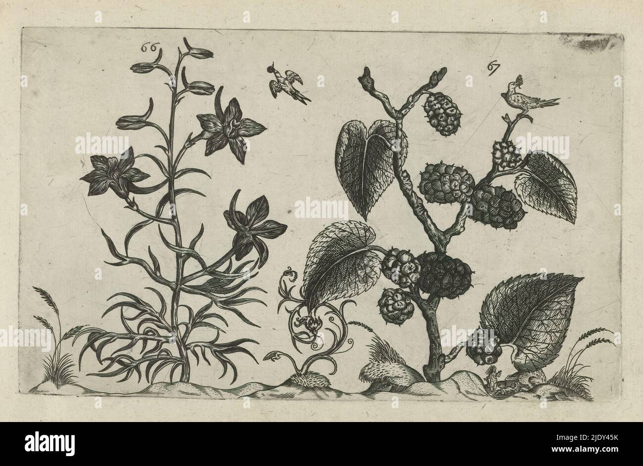 Wild delphinium and black mulberry, Cognoscite lilia (series title), Wild delphinium (Delphinium consolida) and black mulberry (Morus nigra), numbered 66 and 67. Accompanying them are two birds. Below right Pyramus and Thisbe., print maker: Crispijn van de Passe (I), (attributed to), after drawing by: Crispijn van de Passe (I), (attributed to), publisher: Crispijn van de Passe (I), print maker: Cologne, after drawing by: Cologne, publisher: Cologne, publisher: London, 1600 - 1604, paper, engraving, height 127 mm × width 205 mm, height 172 mm × width 272 mm Stock Photo