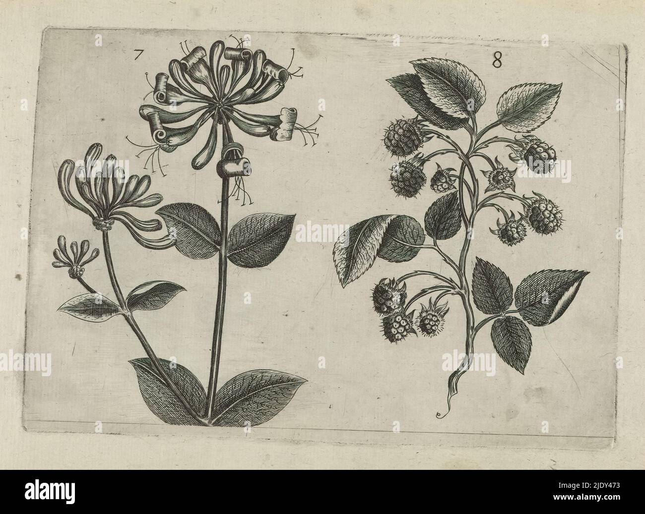 Honeysuckle and raspberry, Cognoscite lilia (series title), Honeysuckle (Lonicera caprifolia) and raspberry (Rubus idaeus), numbered 7 and 8., print maker: Crispijn van de Passe (I), (attributed to), after drawing by: Crispijn van de Passe (I), (attributed to), publisher: Crispijn van de Passe (I), print maker: Cologne, after drawing by: Cologne, publisher: Cologne, publisher: London, 1600 - 1604, paper, engraving, height 127 mm × width 205 mm, height 172 mm × width 272 mm Stock Photo
