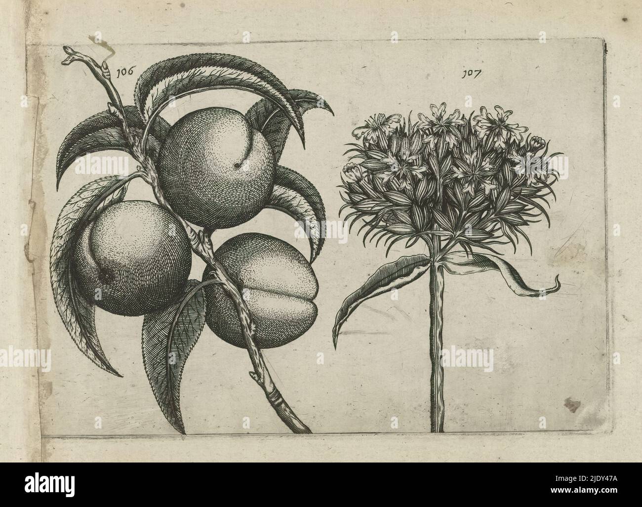 Peach and burning love, Cognoscite lilia (series title), Peach (Prunus persica) and burning love (Silene chalcedonica), numbered 106 and 107., print maker: Crispijn van de Passe (I), (attributed to), after drawing by: Crispijn van de Passe (I), (attributed to), publisher: Crispijn van de Passe (I), print maker: Cologne, after drawing by: Cologne, publisher: Cologne, publisher: London, 1600 - 1604, paper, engraving, height 127 mm × width 205 mm, height 172 mm × width 272 mm Stock Photo