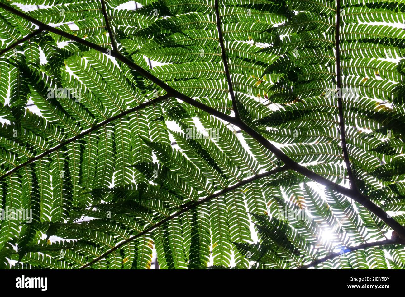 Giant green fern branch background close up Stock Photo