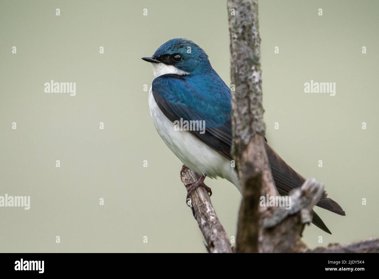 A tree swallow perched on a branch Stock Photo