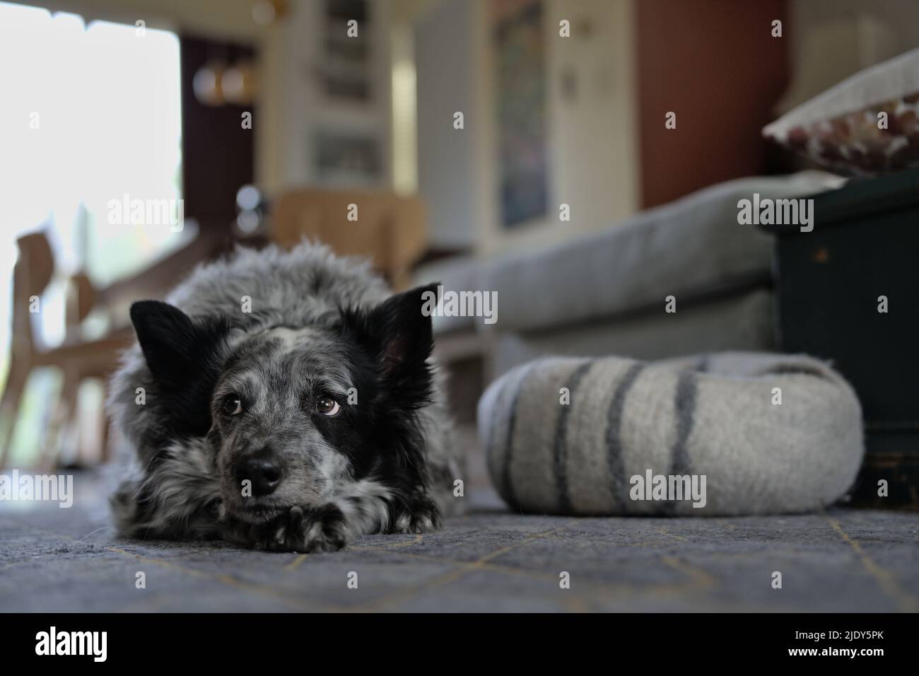 Dog Lies on the Floor with a Sad and Inquisitive Expression Stock Photo