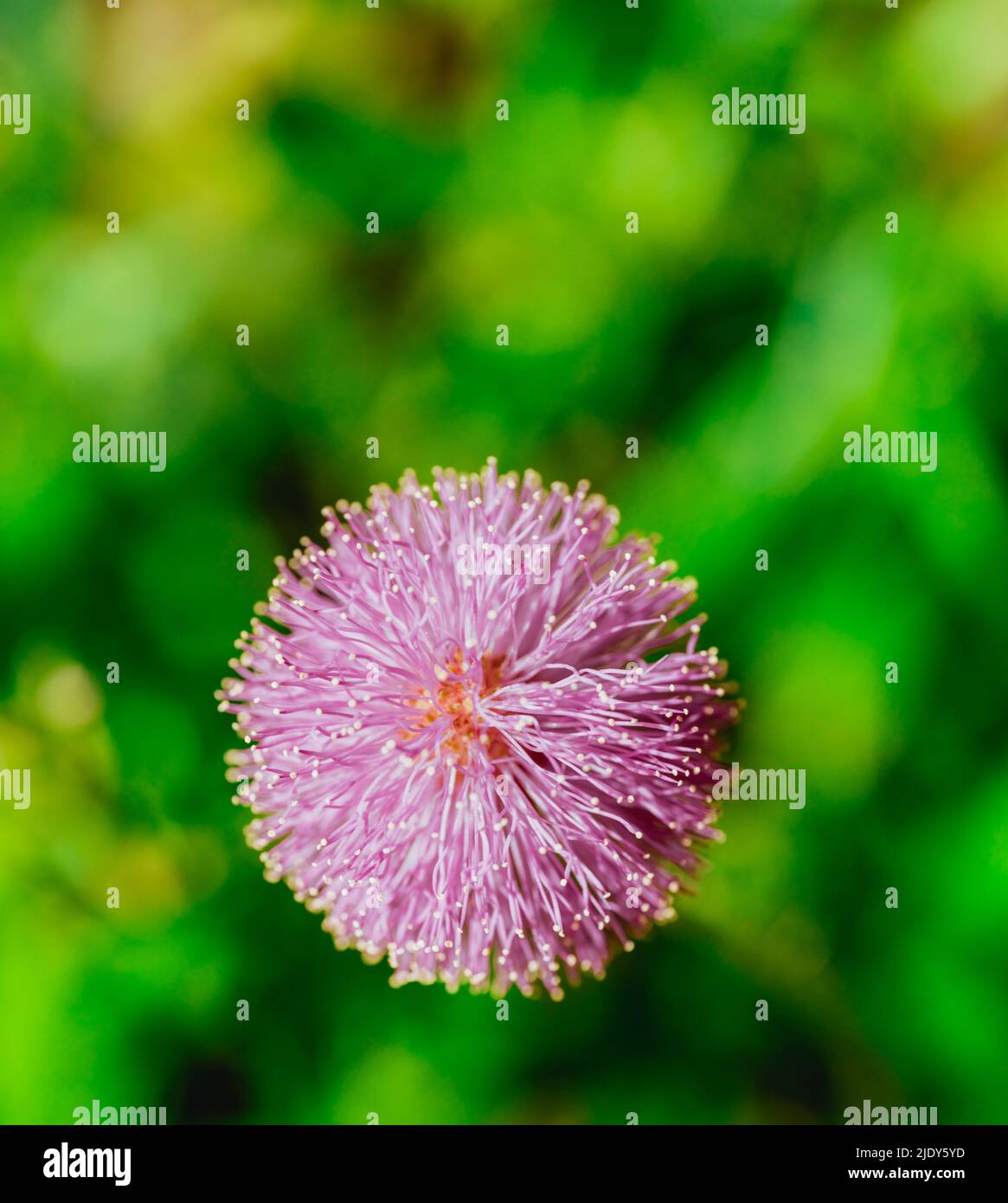 Close up pink beach flower hi-res stock photography and images - Alamy