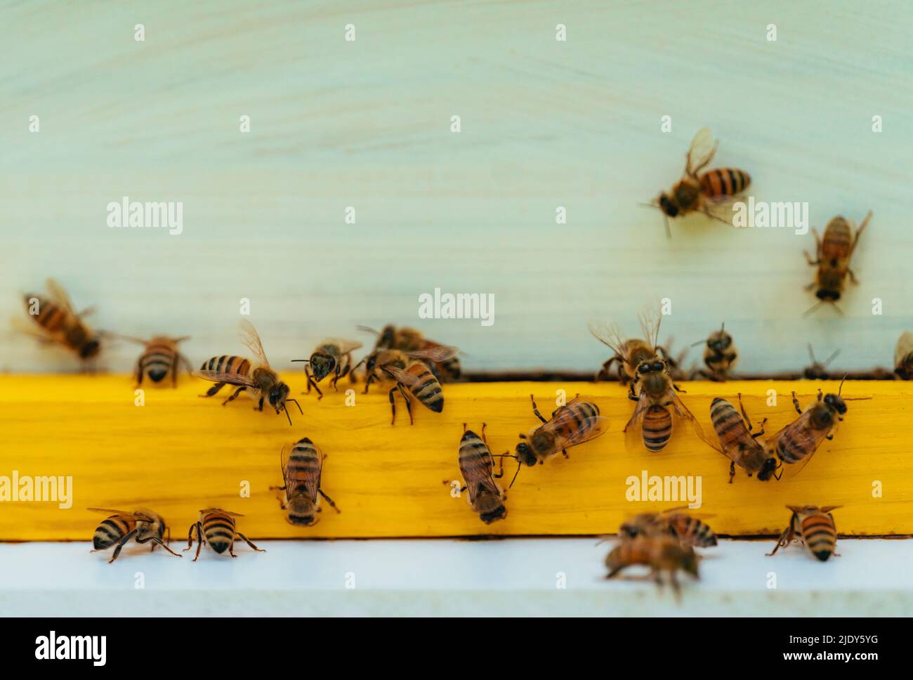group bee working honey nature Stock Photo