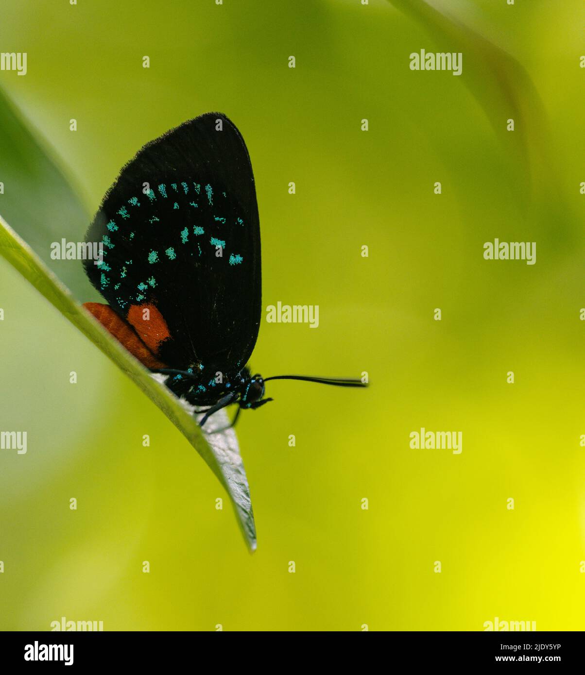 Butterfly the colors of nature hi-res stock photography and images - Alamy