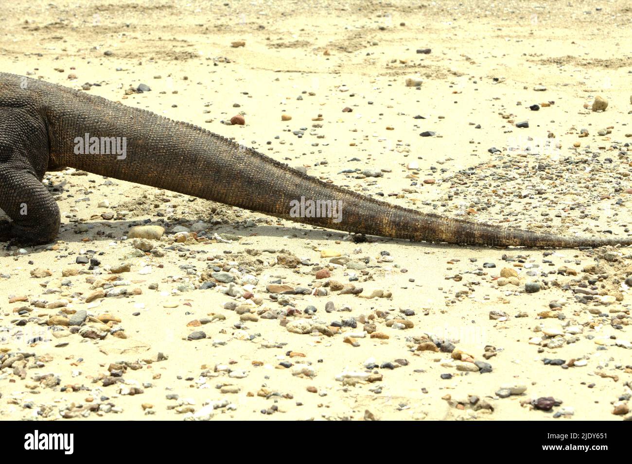 The tail of a komodo dragon (Varanus komodoensis) that is walking on a beach in Komodo Island, Komodo National Park, which is administratively located in Komodo, West Manggarai, East Nusa Tenggara, Indonesia. According to a 2021 data, approximately 2,450 komodo dragon individuals are roaming in Komodo National Park alone (the islands of Komodo, Rinca, Nusa Kode and Gili Motang). Outside the national park, smaller populations are found in the west coast and north coast of Flores Island in the same East Nusa Tenggara province, Indonesia. Stock Photo
