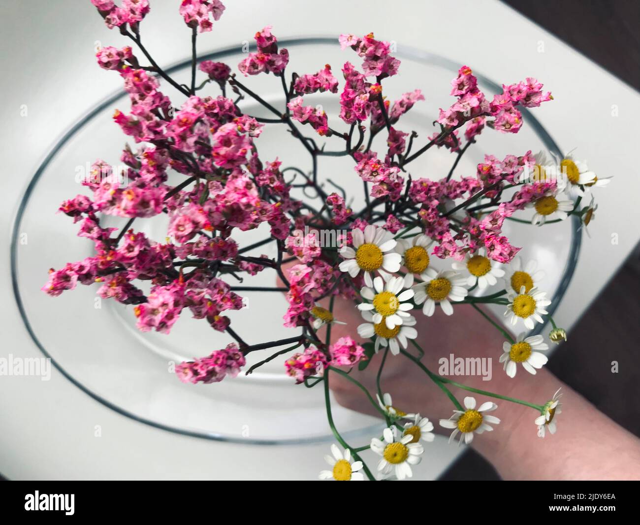 Limonium and chamomile on glass plate Stock Photo