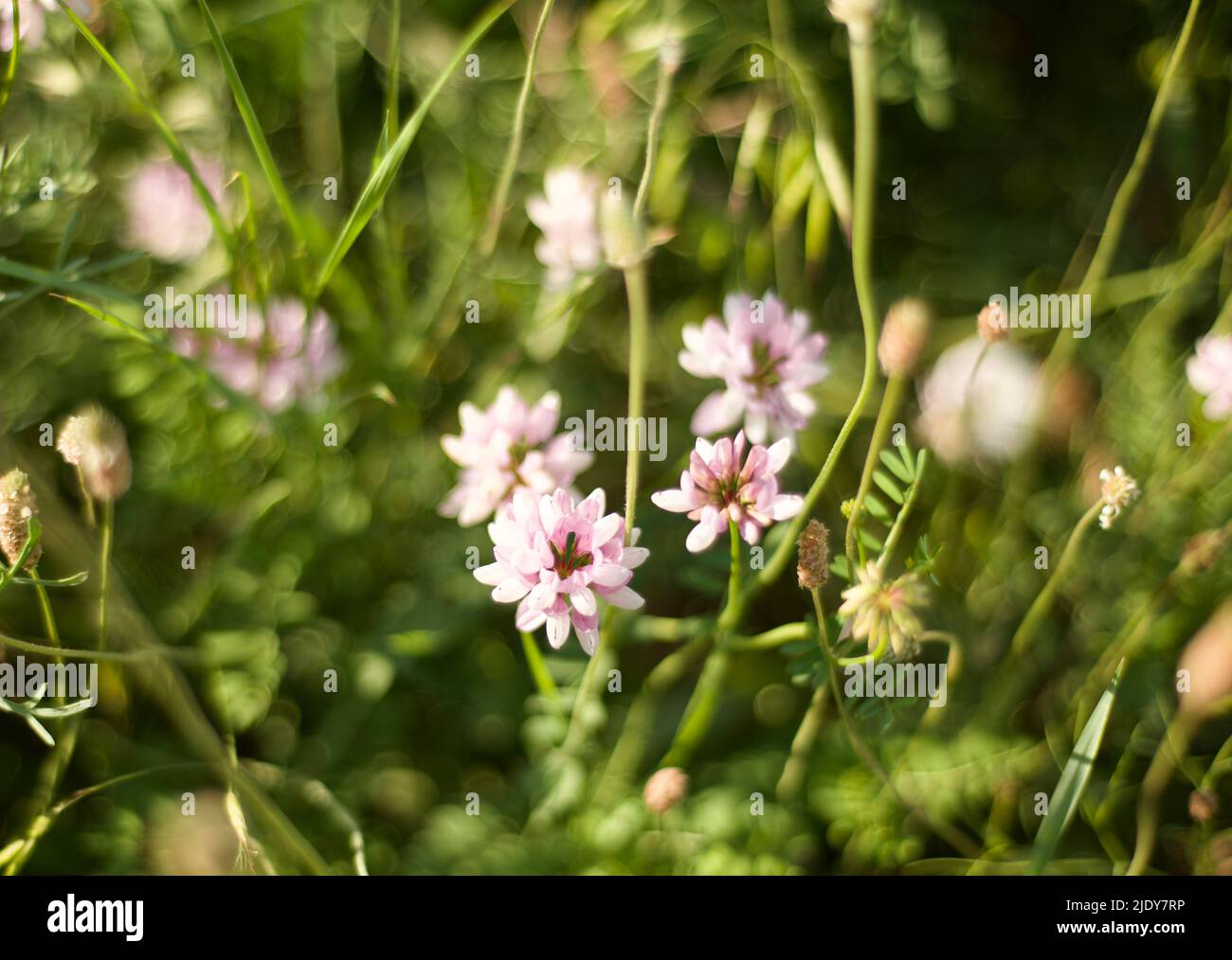 Clover. Meadow and field flowers. Medicinal herbs and plants