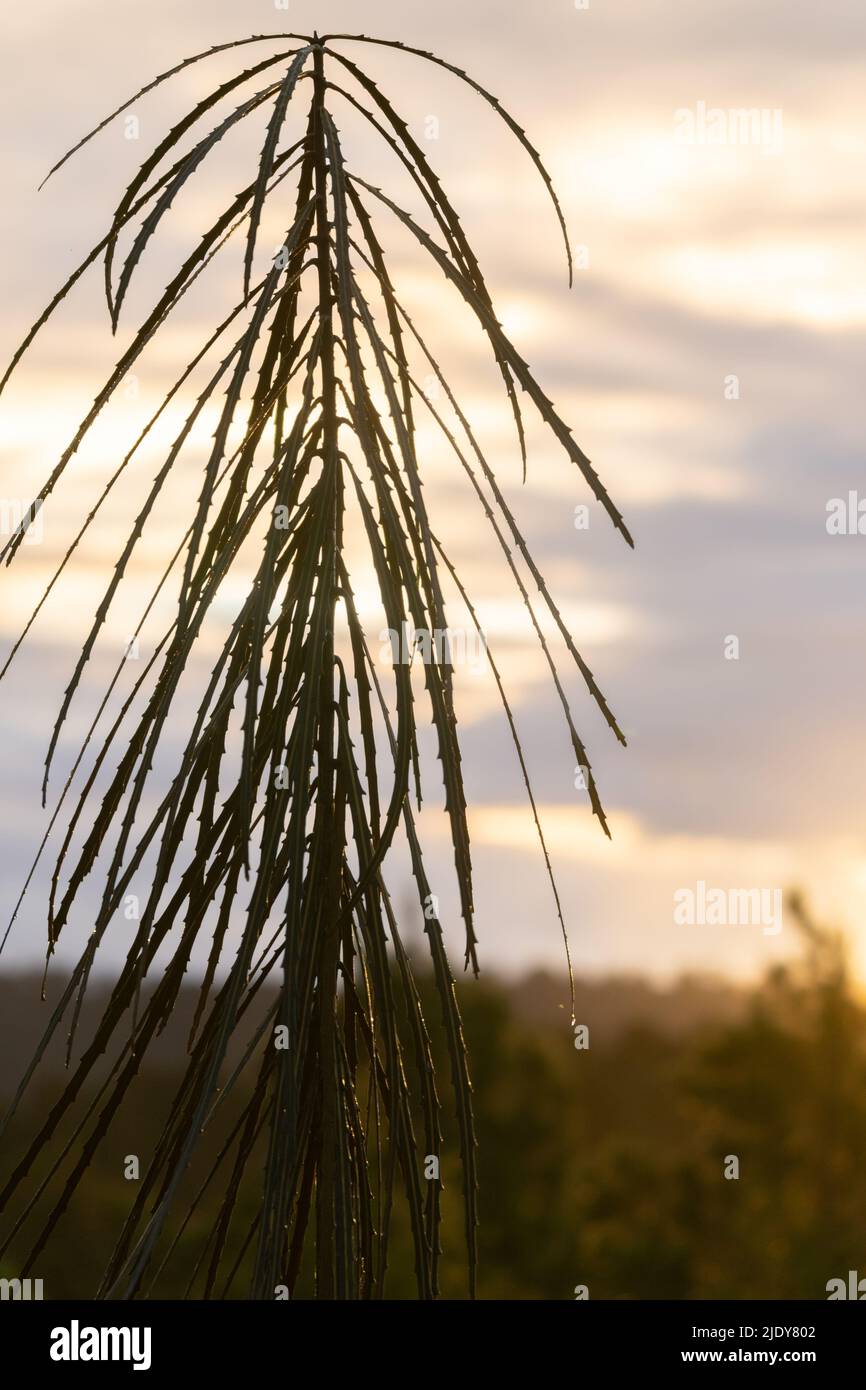 Drooping stiff long leaves Immature of lancewood tree in New Zealand rainforest against sunset sky at Okarito, New Zealand Stock Photo