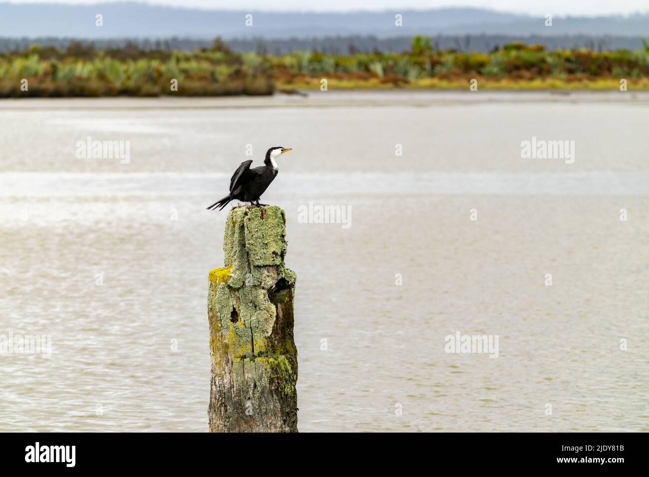 Pied cormorant on old wharf post covered in lichen in Okarito lagoon, West Coast New Zealand. Stock Photo