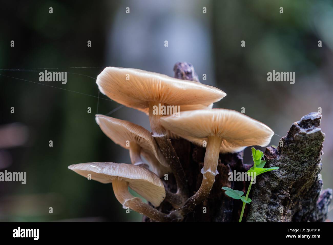 Creamy white fungi growing from old tree stump on rainforest floor in Westland forest floor. Stock Photo