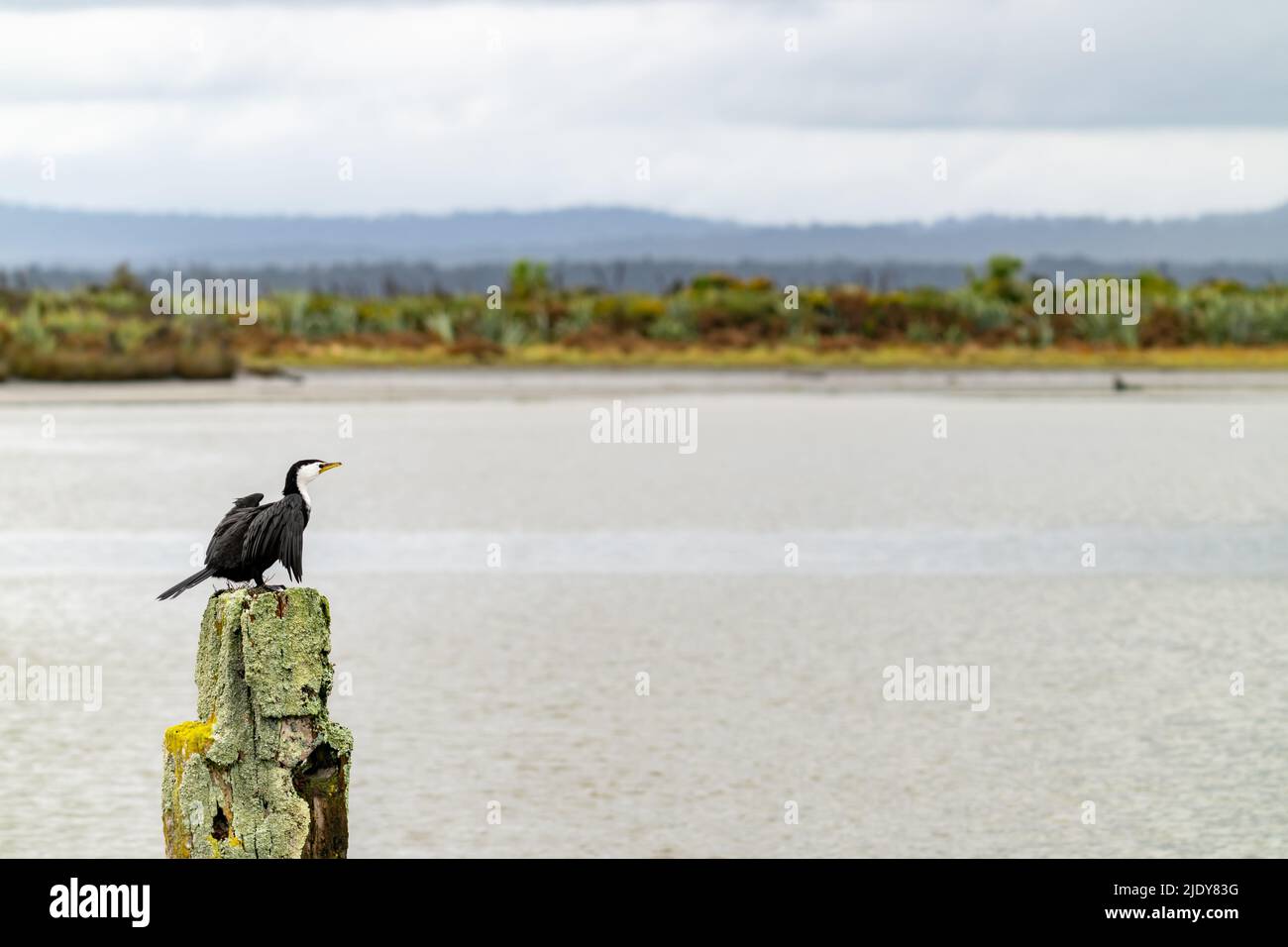 Pied cormorant on old wharf post covered in lichen in Okarito lagoon, West Coast New Zealand. Stock Photo