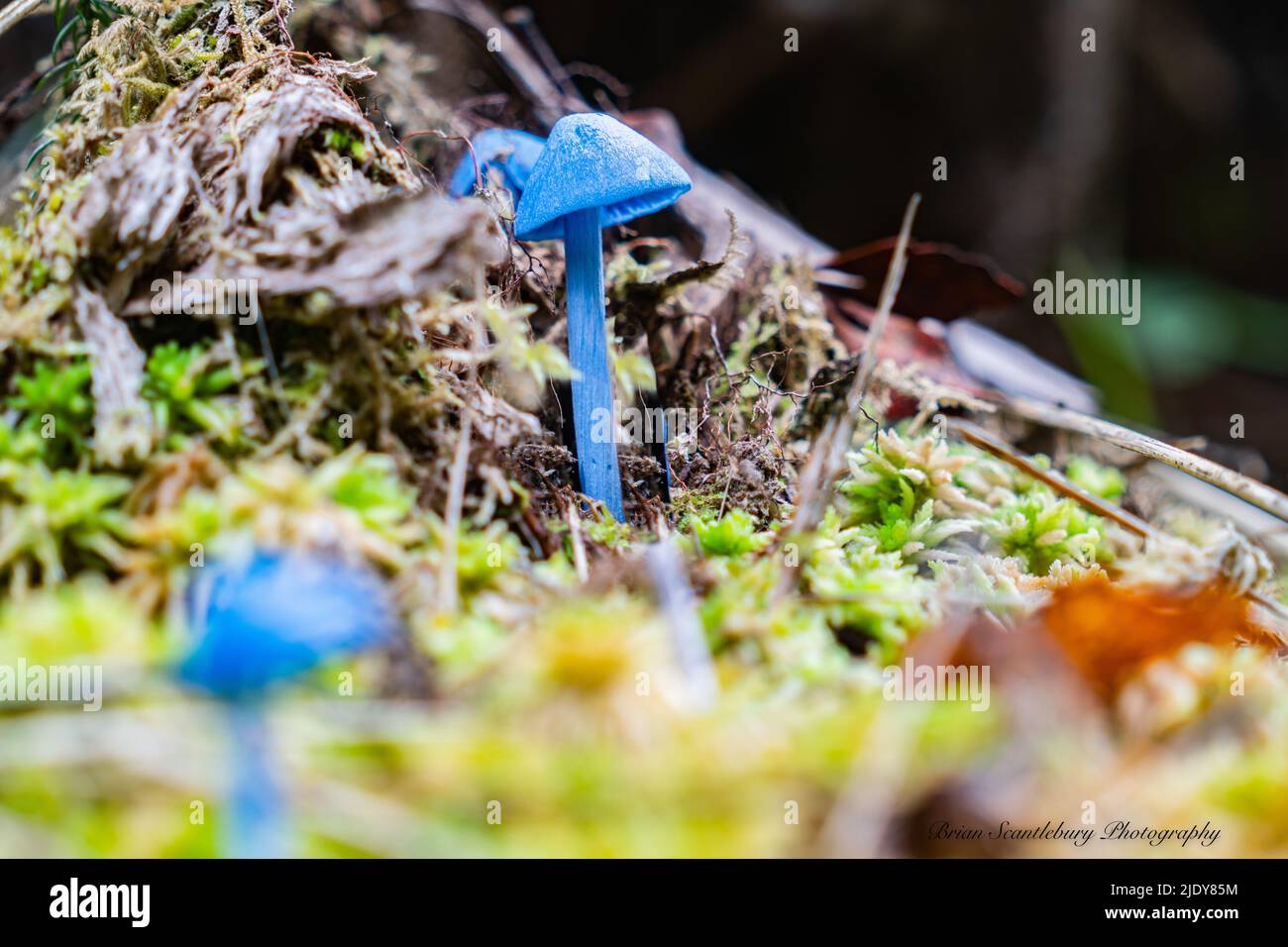Small bright blue mushroom on new Zealand rainforest floor Stock Photo