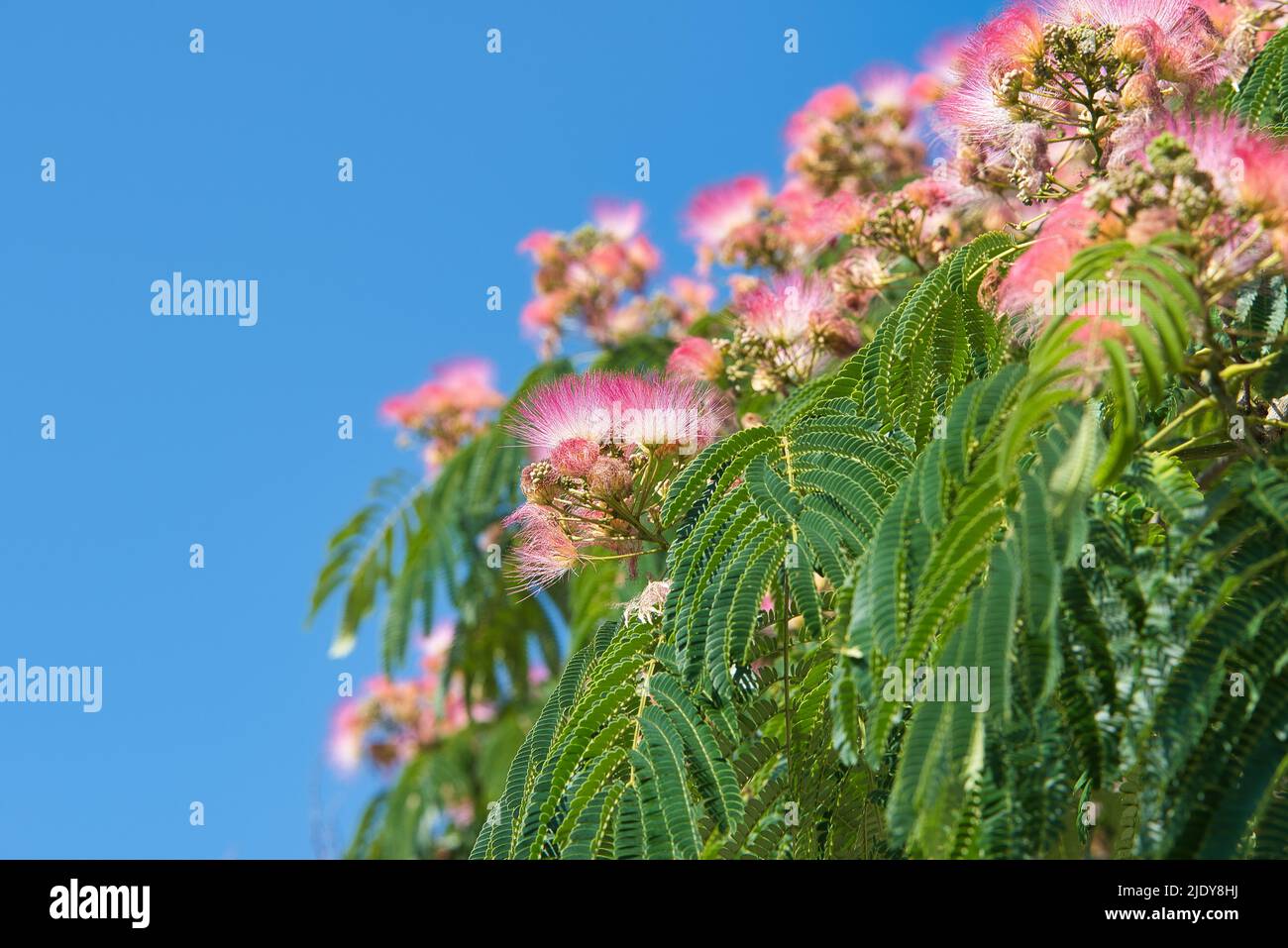 beautiful exotic pink flower, from the tree