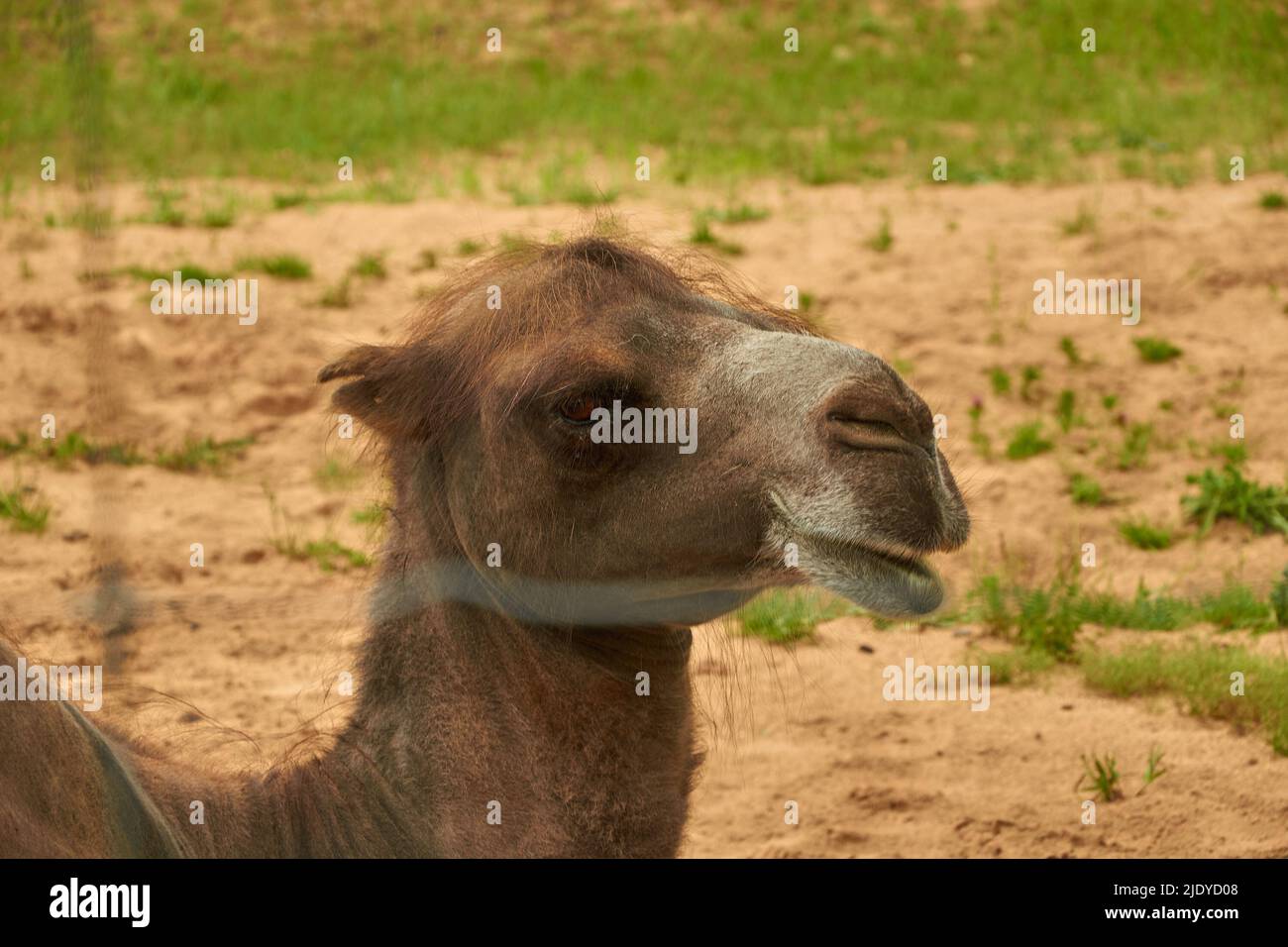Domestic bactrian camel. Portrait of a domestic double-humped camel close-up Stock Photo