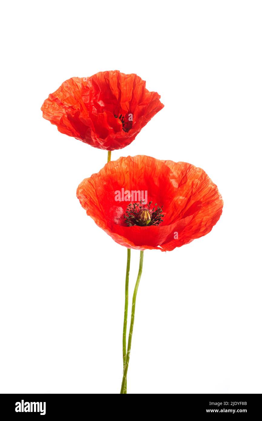 Red poppies flower isolated on a white background Stock Photo - Alamy