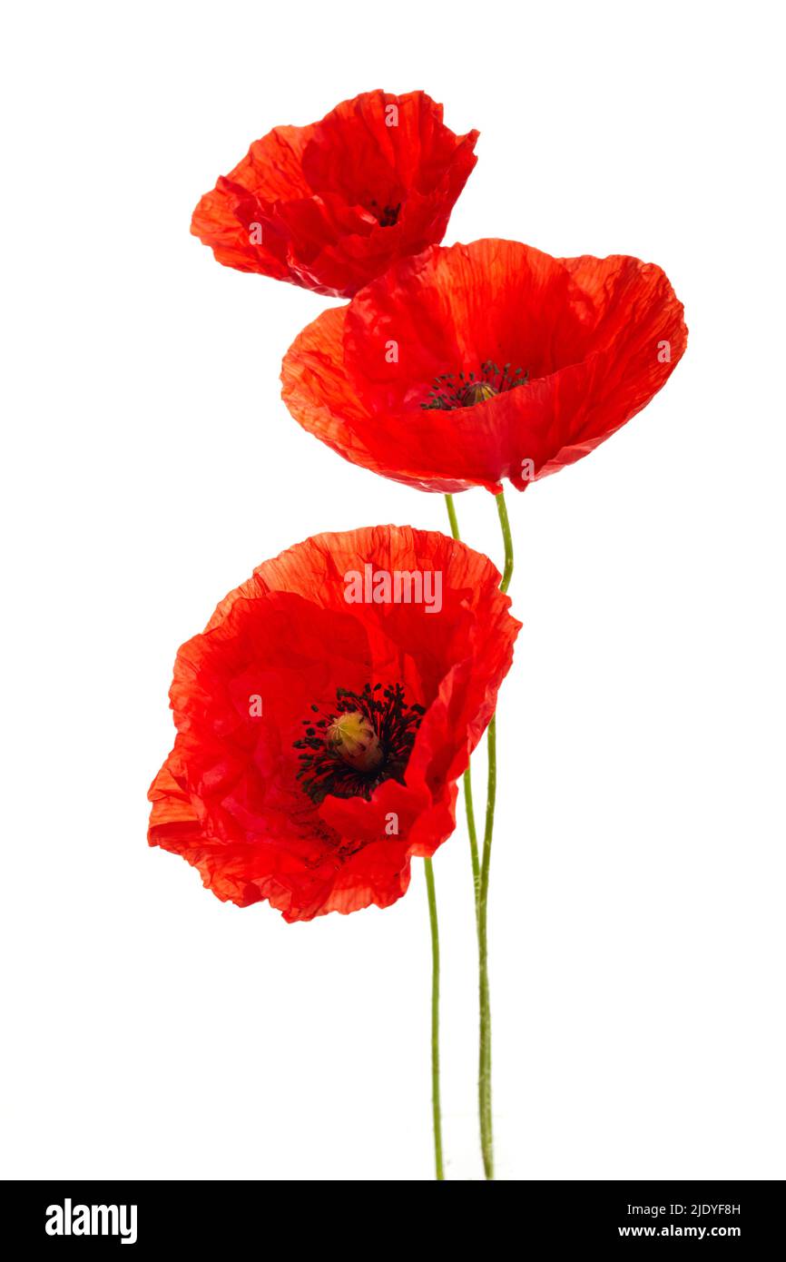 Red poppies flower isolated on a white background Stock Photo - Alamy