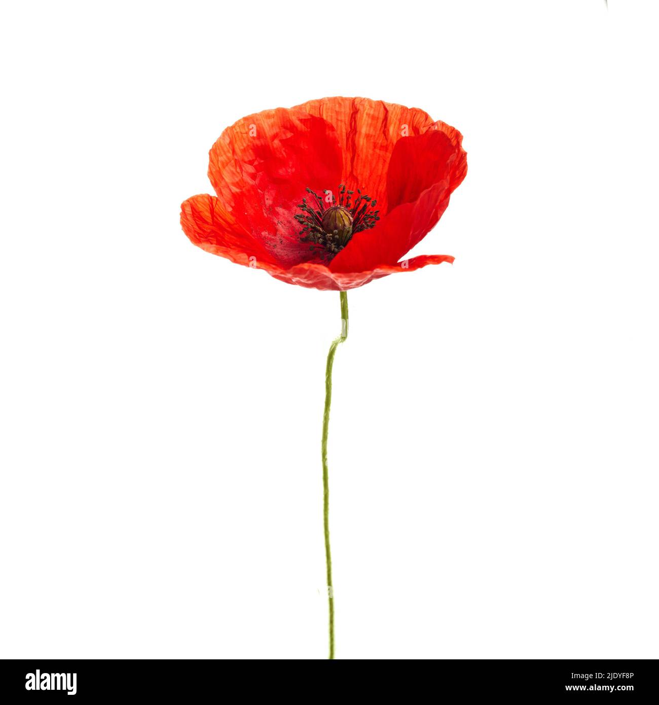 Bright red opium poppy hi-res stock photography and images - Alamy