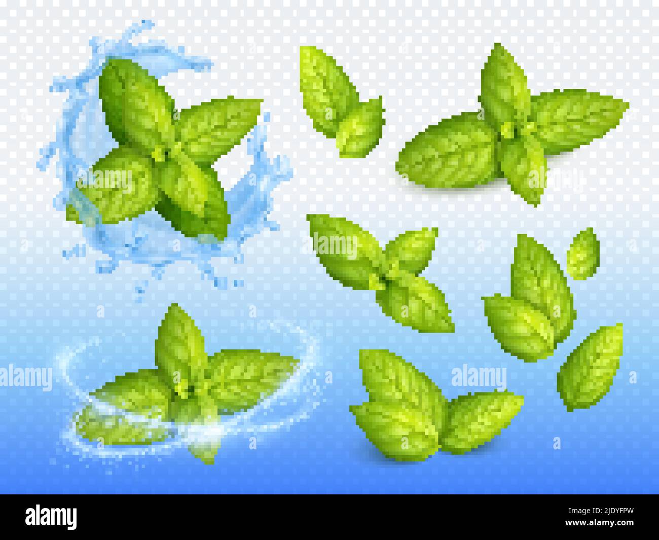 Mint realistic design set of ripe green leaves on sparkling water drops background with fresh blossoms vector illustration Stock Vector