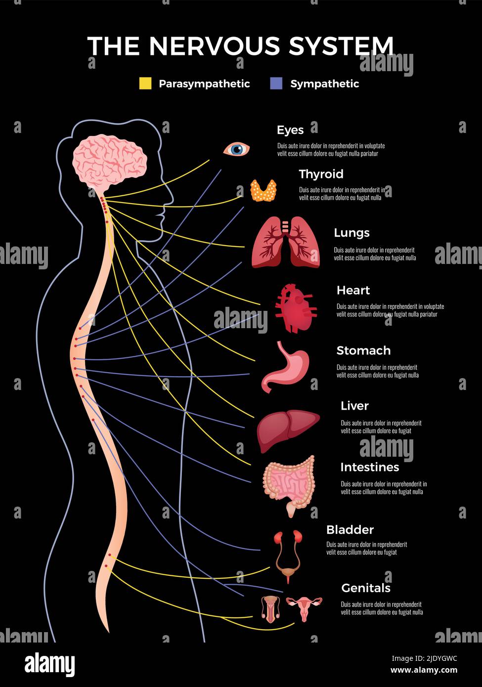 Neurology infographics composition with human shape and drawn images of inward parts of body with text vector illustration Stock Vector