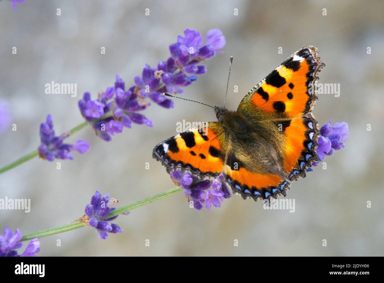 Butterfly on flower, Small Tortoiseshell Butterfly, Nymphalis urticae, Butterfly on Lavender, Aglais urticae on Lavandula Stock Photo