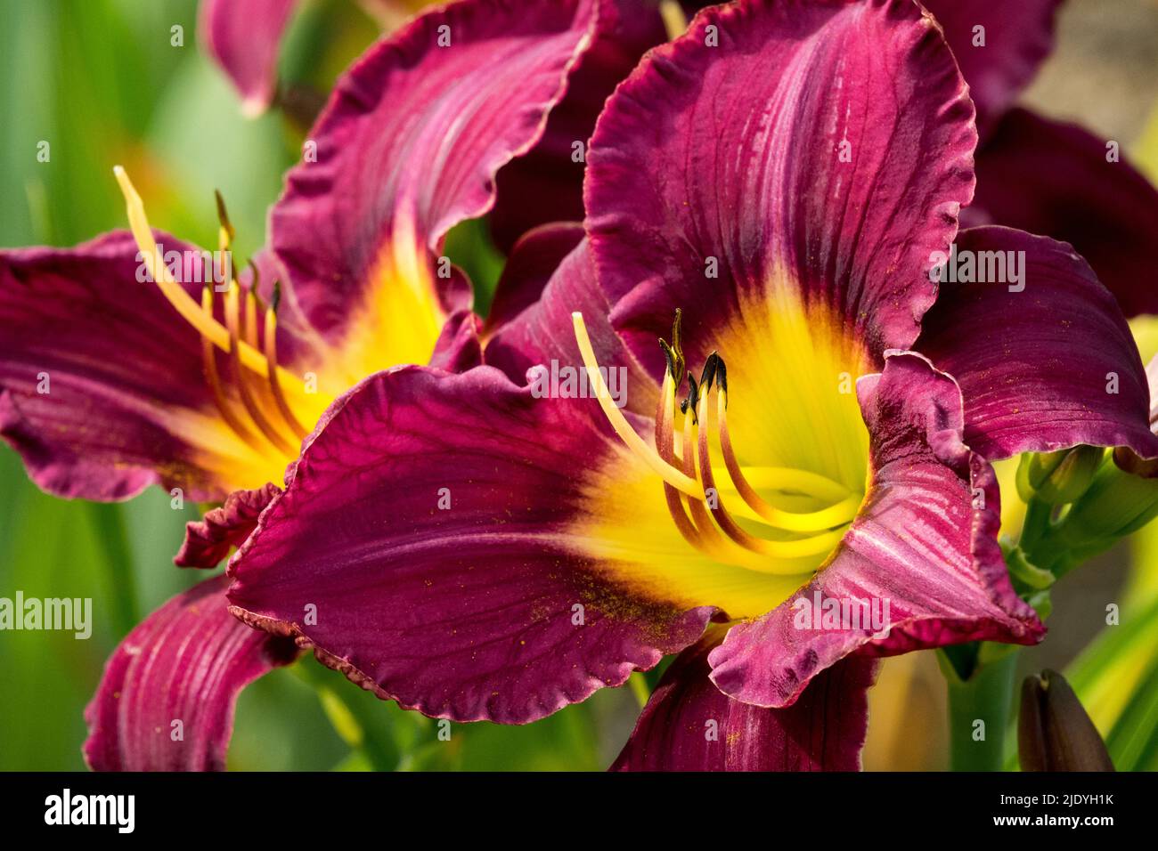 Beautiful daylilies Flowers Daylily Hemerocallis 'Bela Lugosi' dark purple blooms, Early Summer June flower Stock Photo