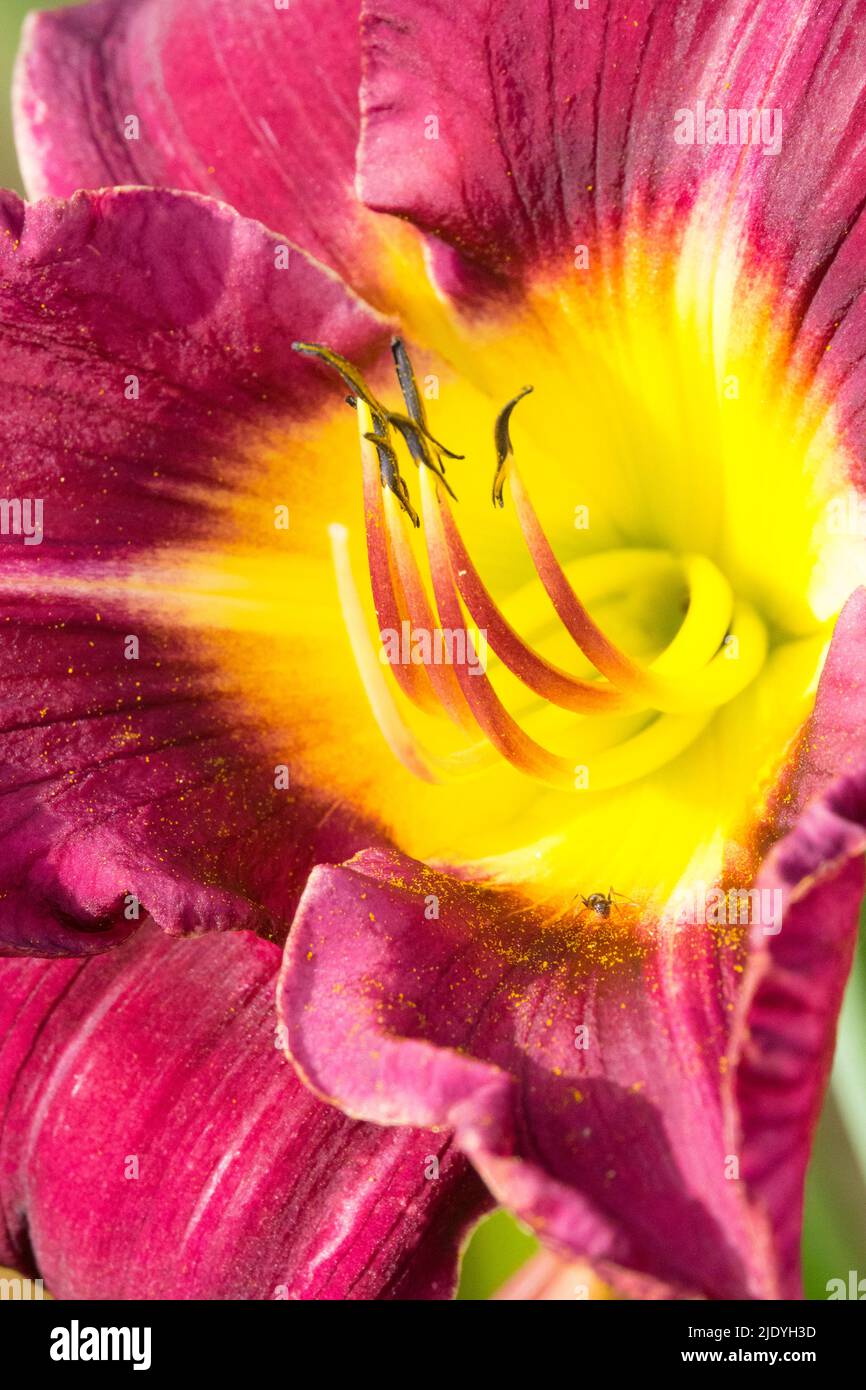 Purple Yellow Flower, Close up Daylily flower Hemerocallis stamens Stock Photo