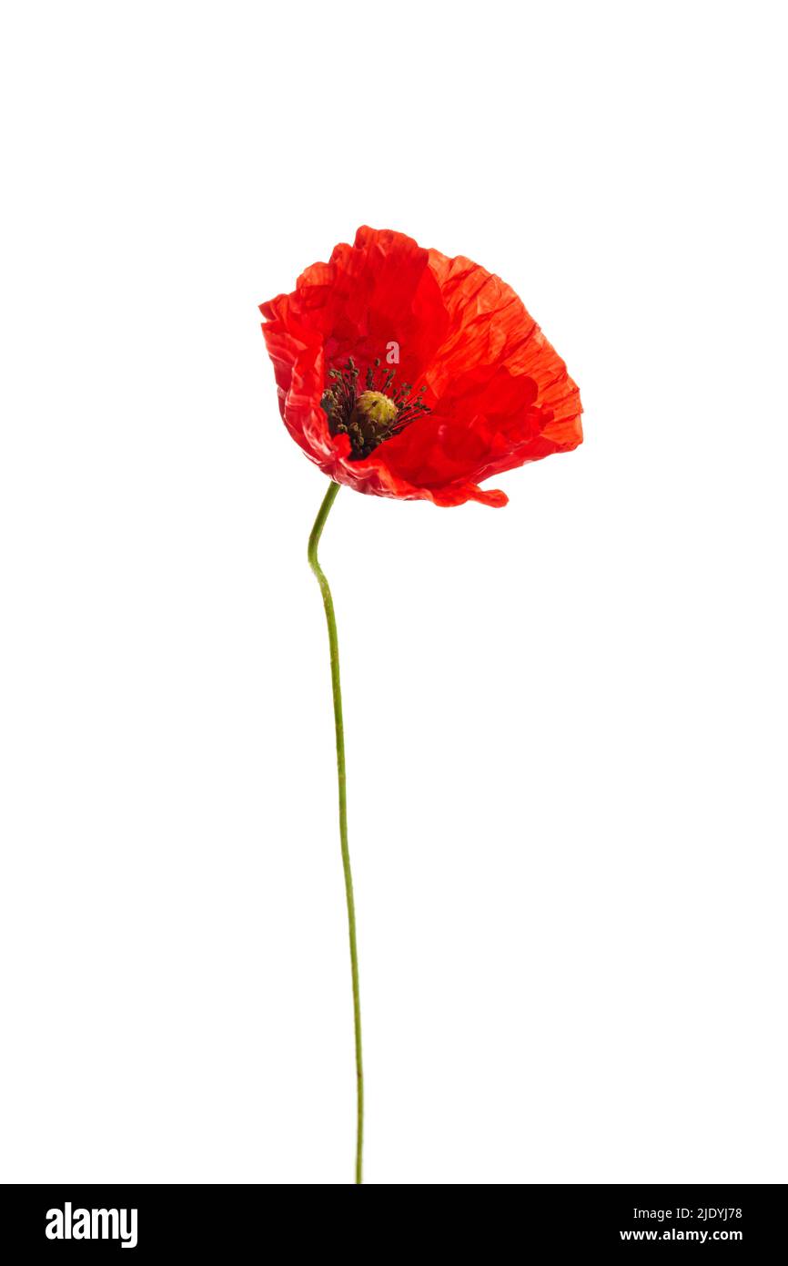 Bright red poppy flower isolated on white background Stock Photo - Alamy