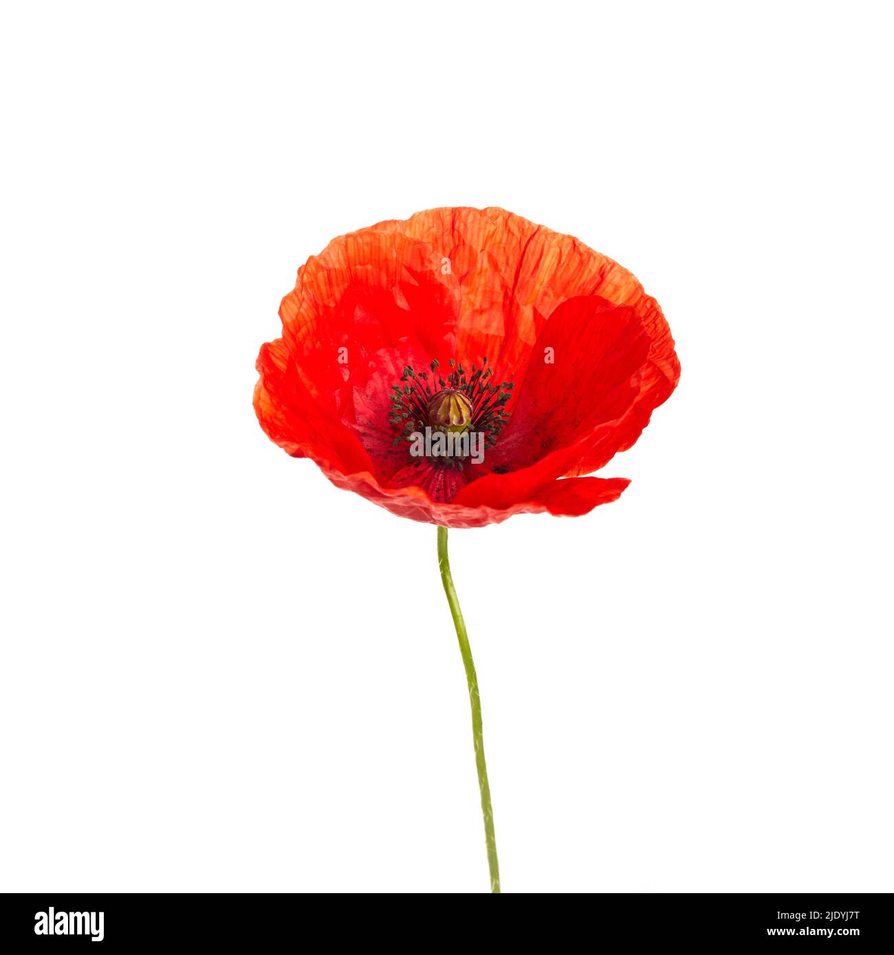 Bright red poppy flower isolated on white background Stock Photo - Alamy