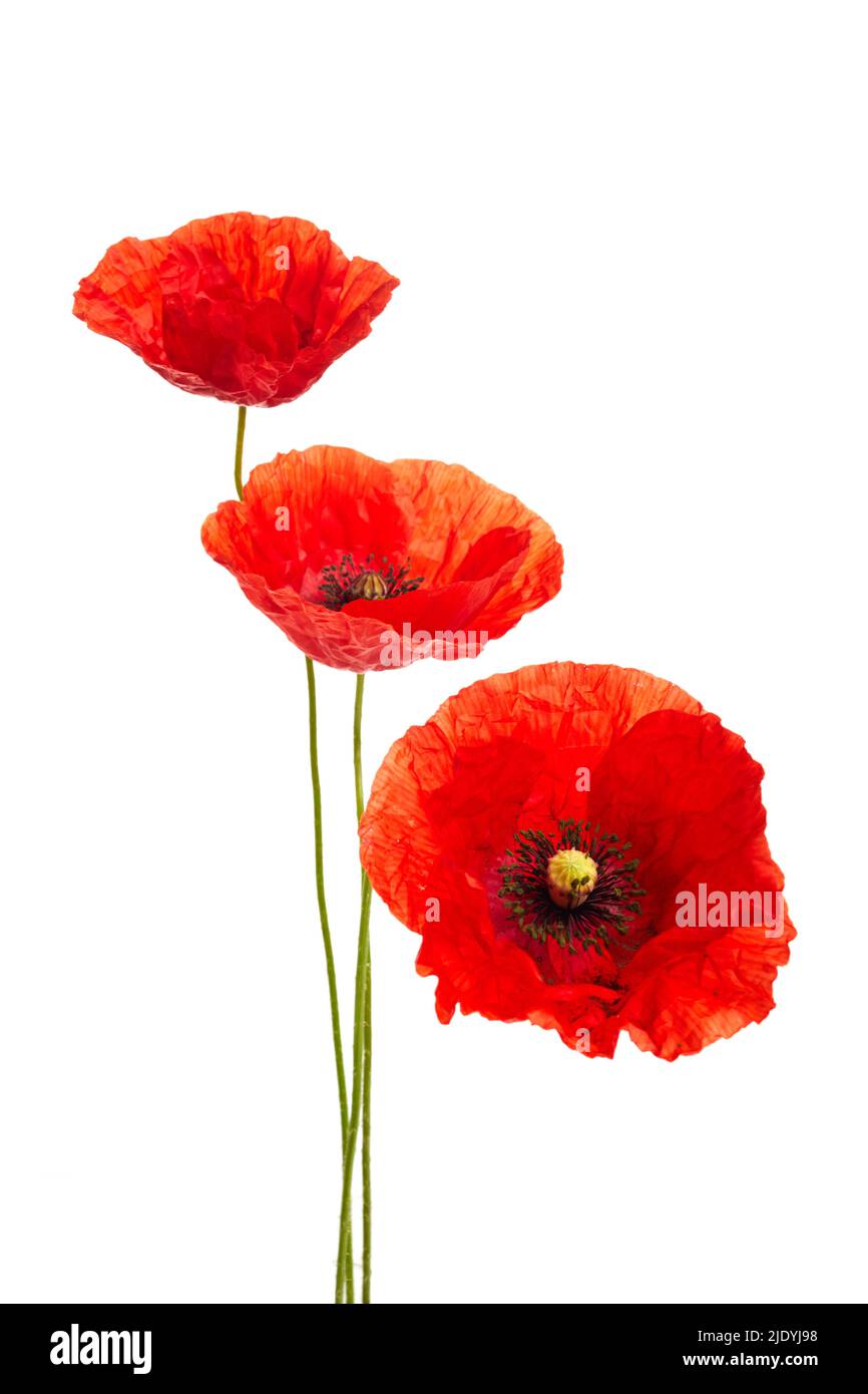 Flower dark background Cut Out Stock Images & Pictures - Alamy