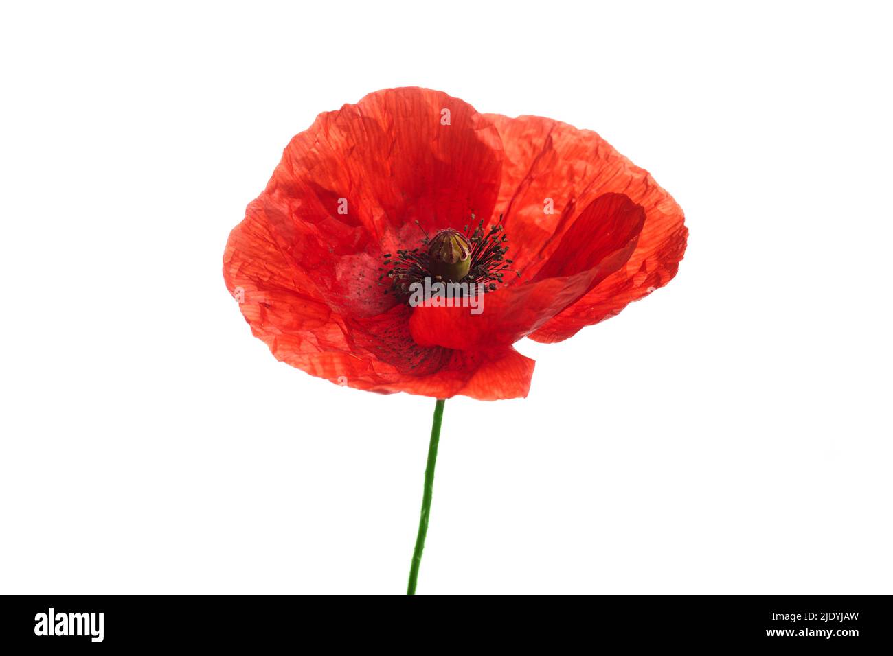 Bright red poppy flower isolated on white background Stock Photo - Alamy