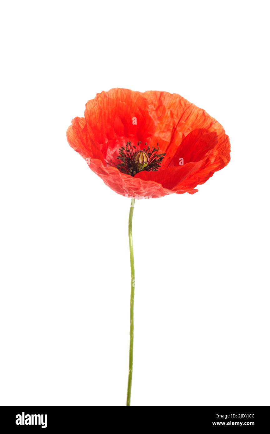 Bright red poppy flower isolated on white background Stock Photo - Alamy