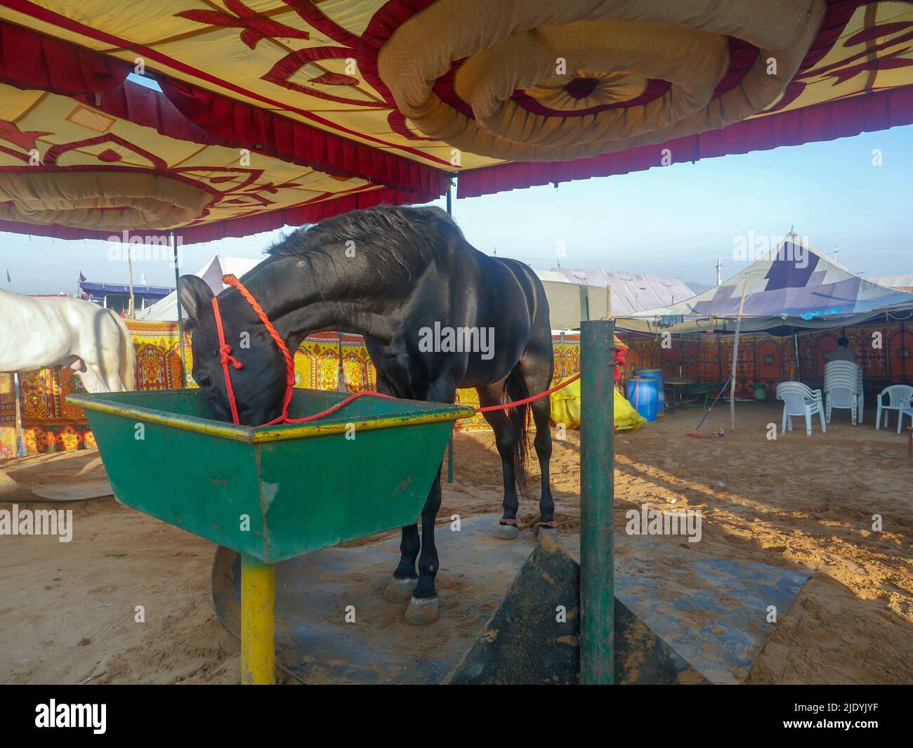 Horse eating food in outdoor stable. Horses breeds in rural india Stock