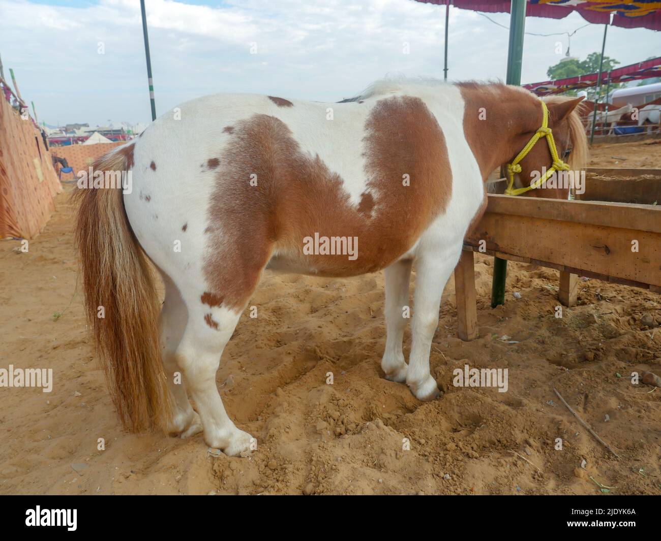 Horse eating food in outdoor stable. Horses breeds in rural india Stock