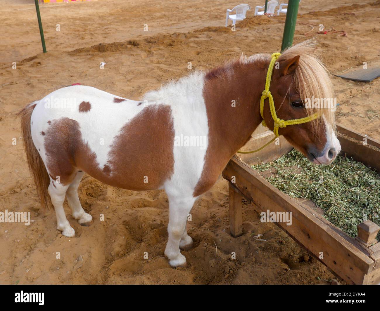 Horse eating food in outdoor stable. Horses breeds in rural india Stock
