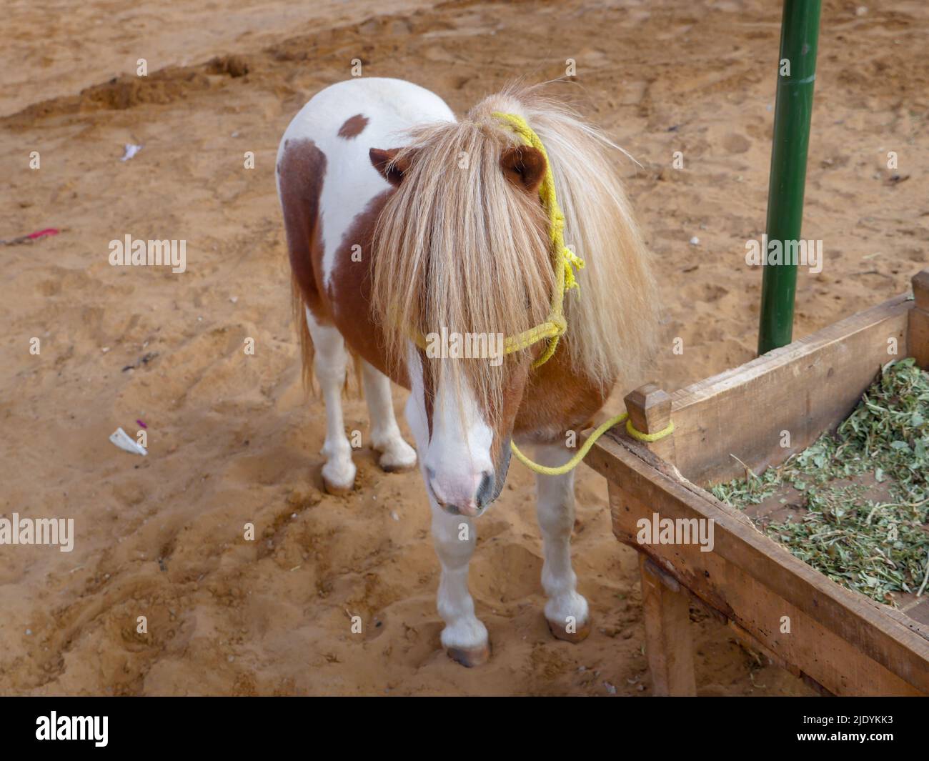 Horse in Standing Position. Stock Photo