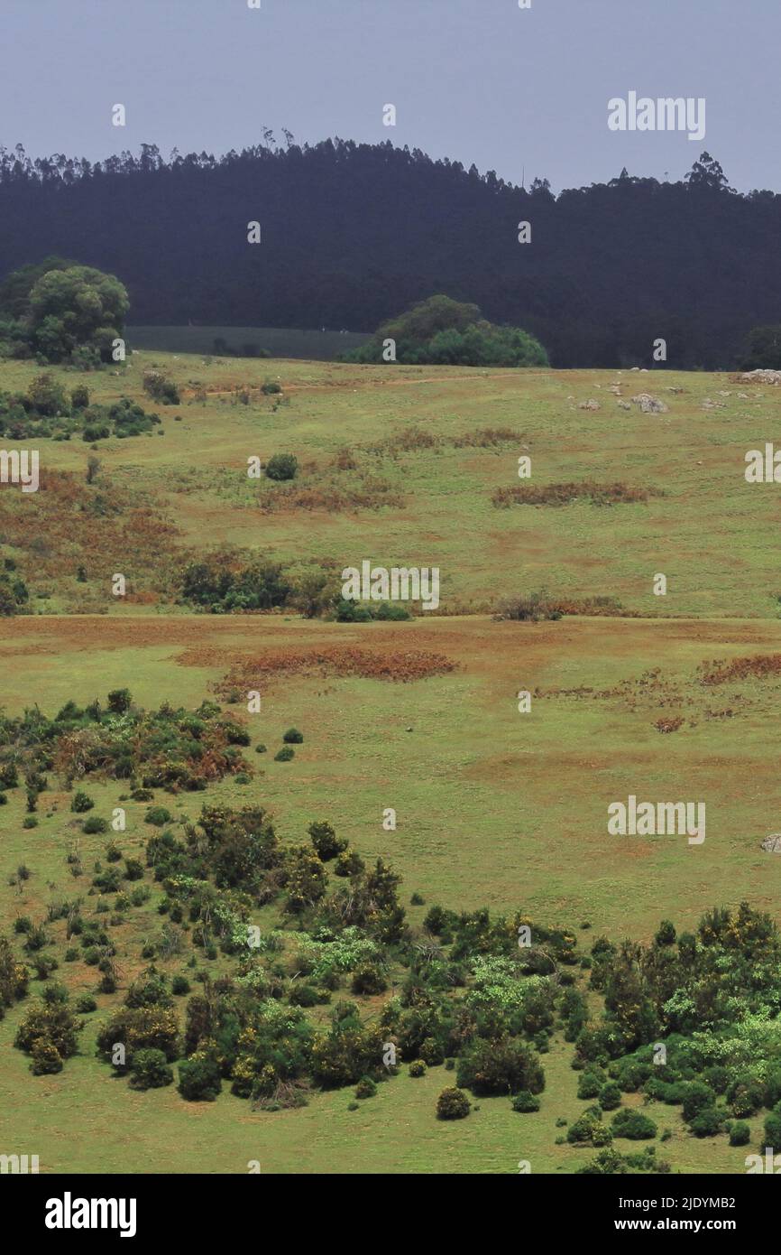 lush green pine forest and rolling meadows from 6th mile view point near ooty hill station, located on the foothills of nilgiri mountains in tamilnadu Stock Photo