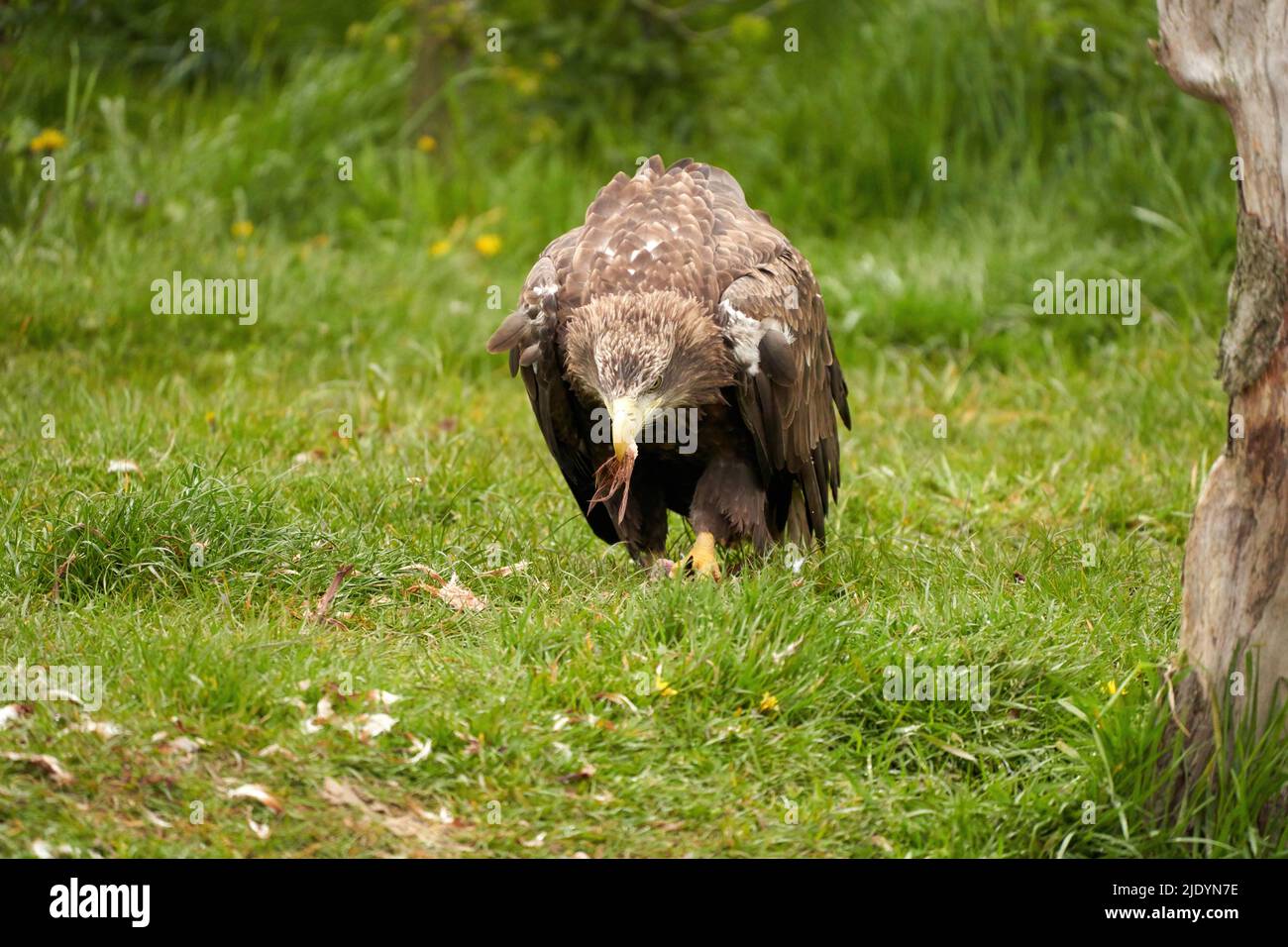 A detailed bald eagle, yellow beak. The bird is in the grass. Allert ...