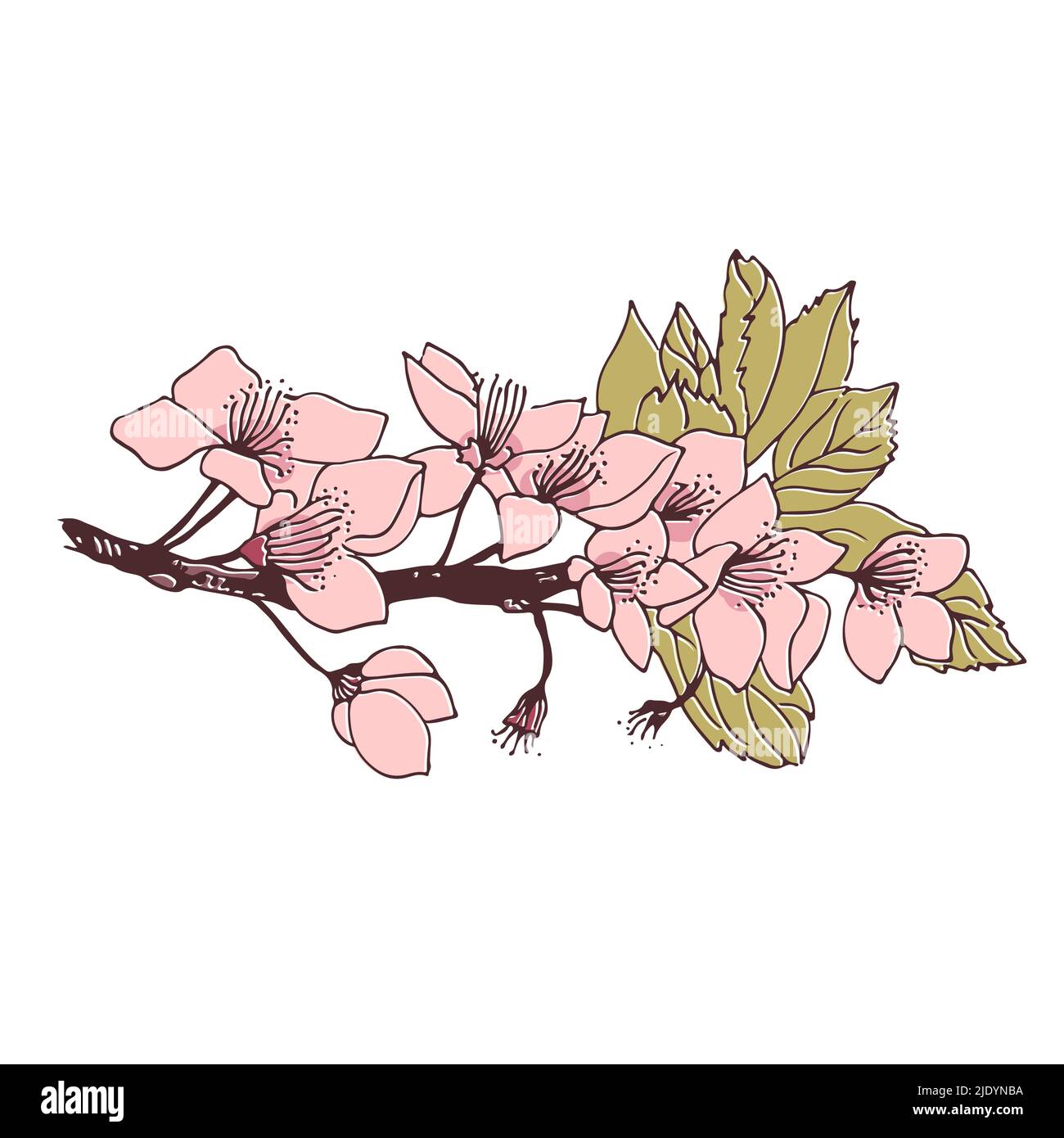 Hand Drawn Outline Cherry Branches Flowers Stock Vector (Royalty Free)  748520614 | Shutterstock | How to draw hands, Botanical drawings, Flower  branch