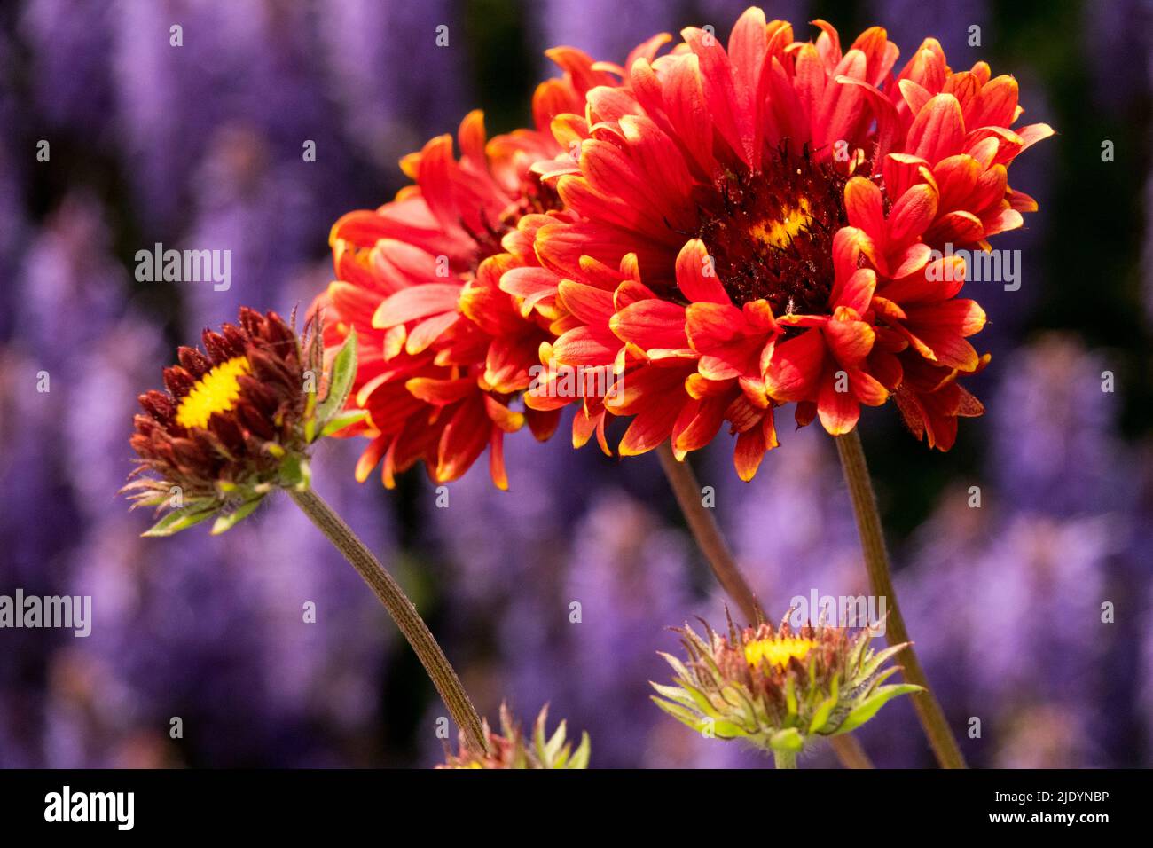 Red, Gaillardia 'Red Sun', Beautiful, Flowering, Gaillardias, Blanket Flower, Gaillardia, Flower, Hardy, red Flowers in Garden Stock Photo