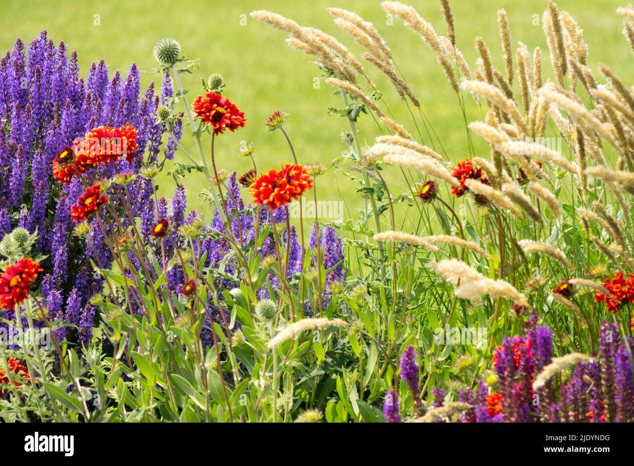 Meadow Sage, Salvia 'Blue Hill', Gaillardia 'Red Sun'  Grasses Beautiful, Mixed, Flowers, Garden Stock Photo
